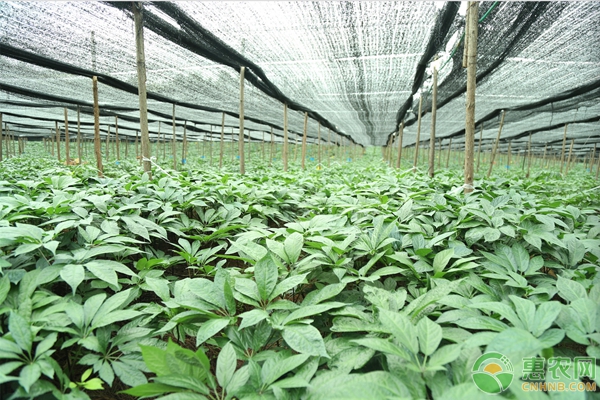 中草药种植技术