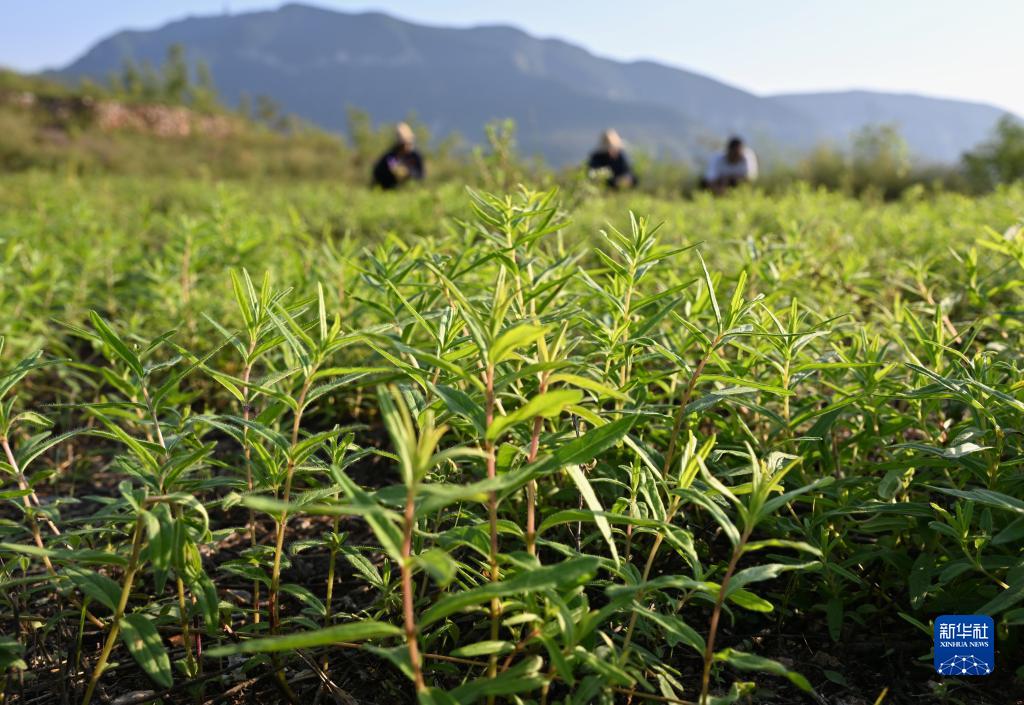 中草药种植基地