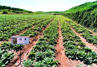 中草药田间管理