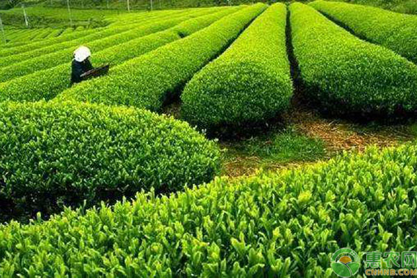 茶叶种植